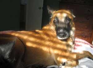 Belgian Malinois dog putting his or hers ears back