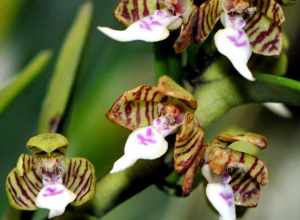 Trichoglottis geminata

The Marie Selby Botanical Gardens are extensive botanical gardens dedicated to research and collections of epiphytes, especially orchids and bromeliads, and their canopy ecosystems.