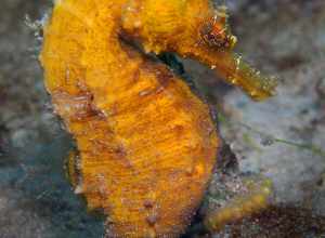 Northern Seahorse (Hippocampus erectus) in the United States