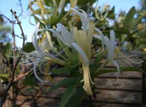 Honeysuckle