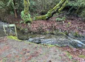Mill Creek at the Mill Creek Canyon Earthworks, a public park in Kent, Washington.