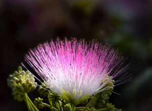 A mimosa flower shot on my property in rural Louisiana with a high speed camera.