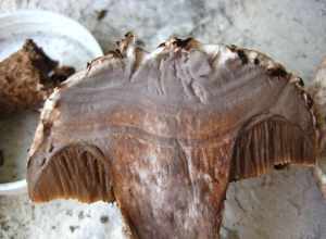 Old-man-of-the-woods (Strobilomyces strobilaceus)
