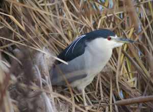 Nycticorax nycticorax hoactli (new world) Black crowned night heron resting, showing head plumes