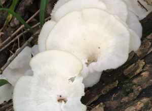 Favolus brasiliensis