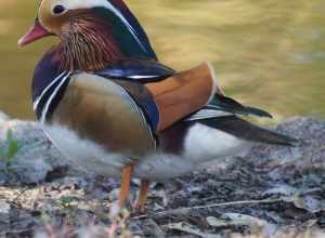 Mandarin duck, male, Yorba Regional Park, Anaheim, California