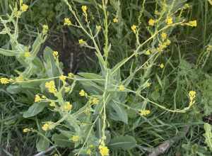 bird's-eye cress (Myagrum perfoliatum)