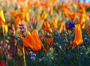 Antelope Valley