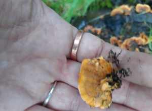 hairy curtain crust (Stereum hirsutum)