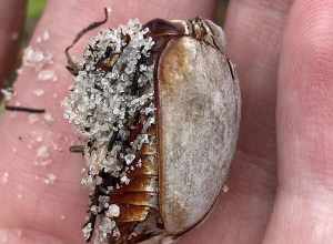 Smooth Ox Beetle (Strategus antaeus)
