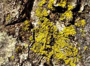 Candleflame Lichen (Candelaria concolor)