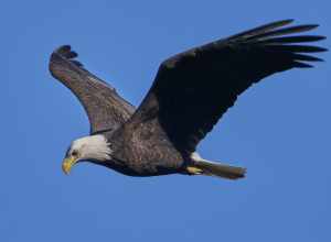 Bald Eagle. Hockanum Reservoir, East Hartford, CT USA