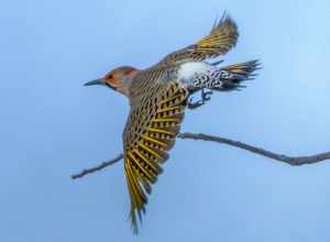 Northern flicker in flight