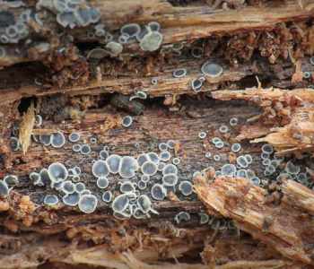 common grey disco (Mollisia cinerea)