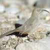 Crissal Thrasher (Toxostoma crissale)